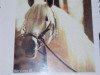 stallion Nervioso IX (Pura Raza Espanola (PRE), 1970, from Hosco IV)