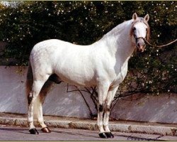 stallion Poseido IV (Pura Raza Espanola (PRE), 1970, from Nevado III)