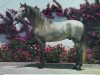 stallion Hacendoso IX (Pura Raza Espanola (PRE), 1964, from Descarado II)