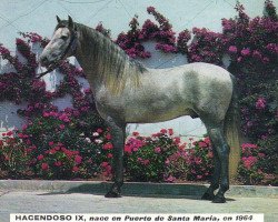 stallion Hacendoso IX (Pura Raza Espanola (PRE), 1964, from Descarado II)