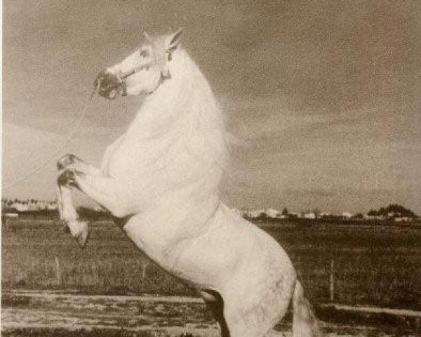 stallion Mejicano VII (Pura Raza Espanola (PRE), 1954, from Novato)