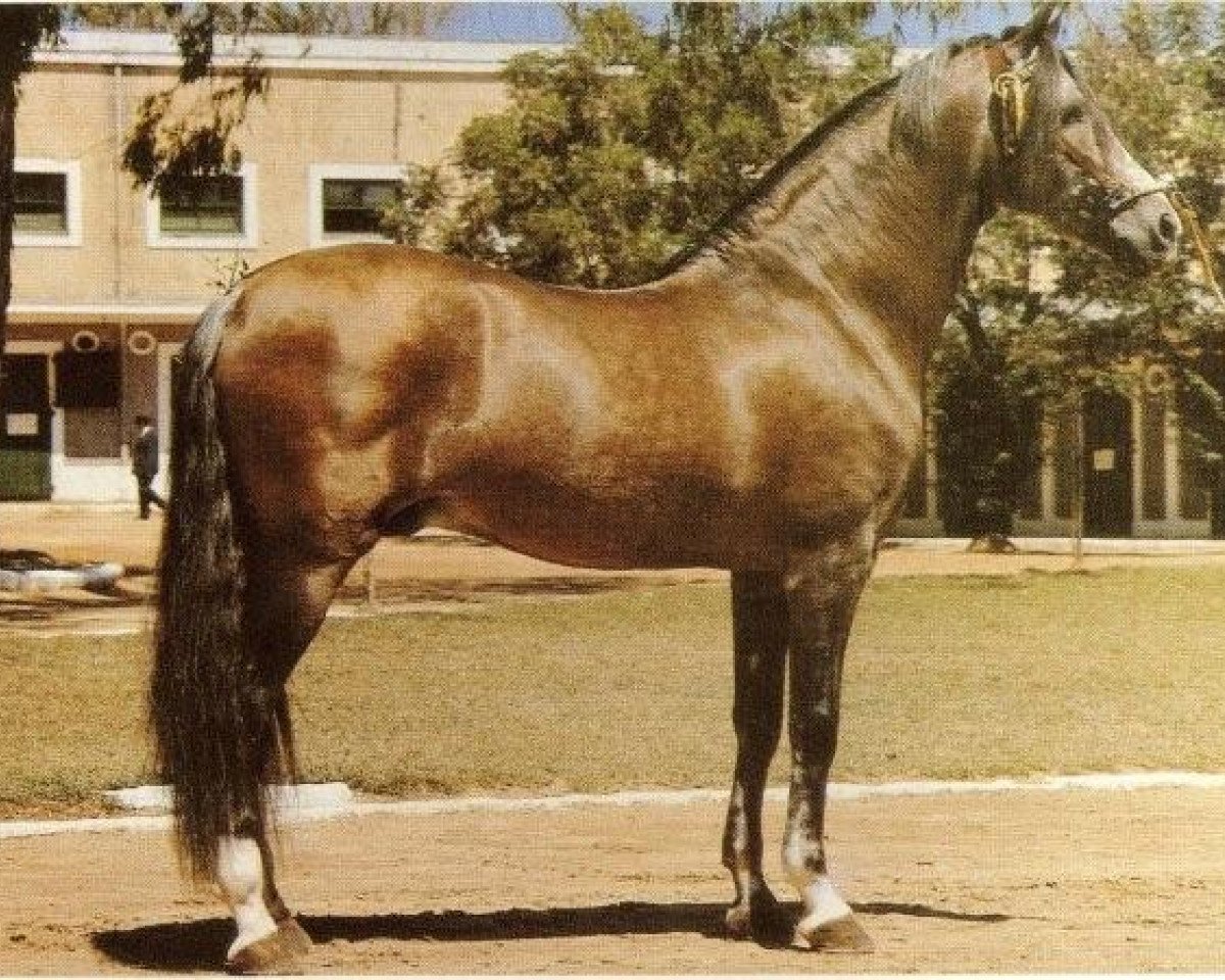 stallion Garboso XI (Pura Raza Espanola (PRE), 1958, from Novato)