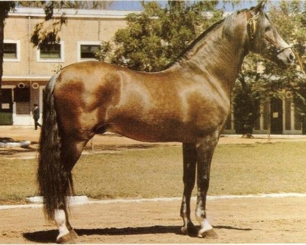 stallion Garboso XI (Pura Raza Espanola (PRE), 1958, from Novato)