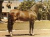 stallion Garboso XI (Pura Raza Espanola (PRE), 1958, from Novato)