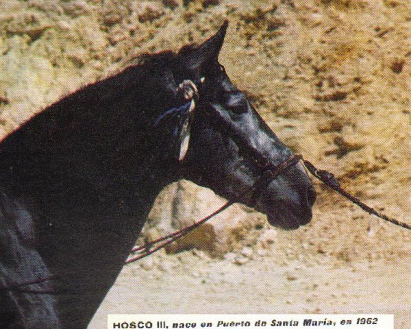 Deckhengst Hosco III (Pura Raza Espanola (PRE), 1962, von Nevado III)