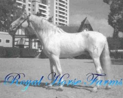 stallion Hispano IV (Pura Raza Espanola (PRE), 1968, from Hosco III)