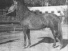 stallion Jenson (Pura Raza Espanola (PRE), 1968, from Agente)