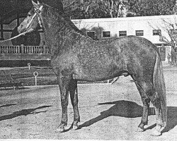 Deckhengst Jenson (Pura Raza Espanola (PRE), 1968, von Agente)