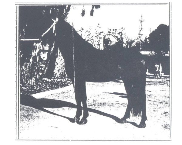 Deckhengst Lenguaje (Pura Raza Espanola (PRE), 1970, von Agente)