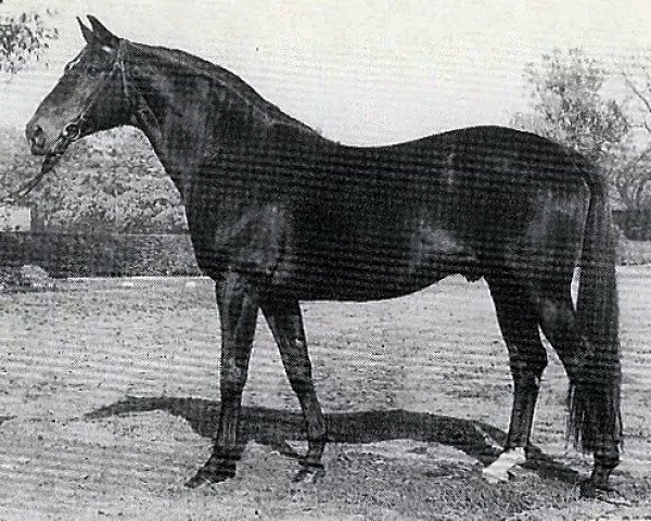 horse Pik Koenig (Hanoverian, 1968, from Pik As xx)