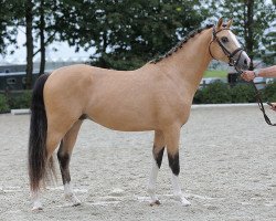 stallion Star Wars Ak (German Riding Pony, 2015, from Spring Star's Spirit)