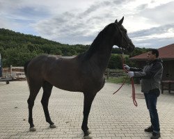 broodmare Stakkacha (Oldenburg, 2017, from Stakkatol)