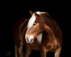 dressage horse Salitos (South German draft horse, 2016, from Sribery)