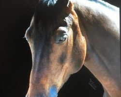 broodmare Quebec 48 (Zangersheide riding horse, 2008, from Quick Lauro Z)