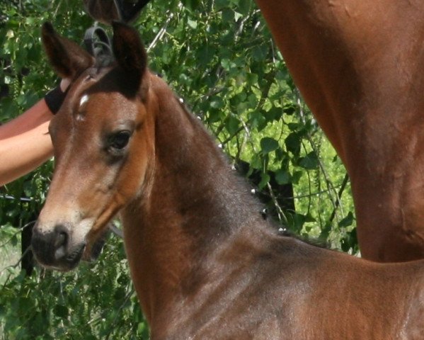 dressage horse Dascaparo (Oldenburg, 2020, from Danone 4)