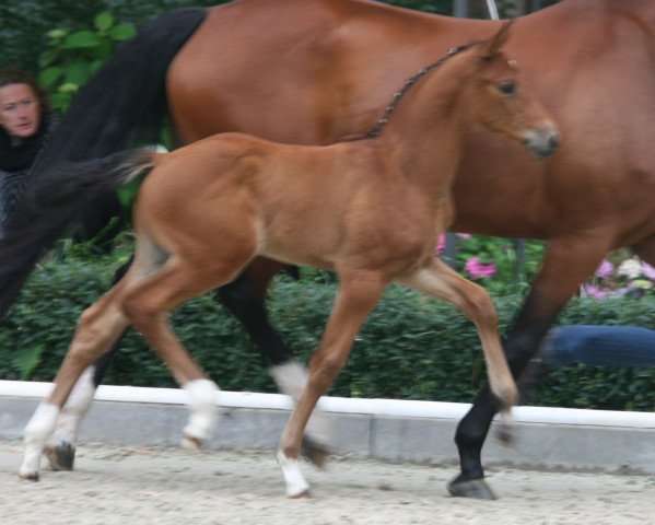 dressage horse Belana (Oldenburg, 2018, from Borsalino)