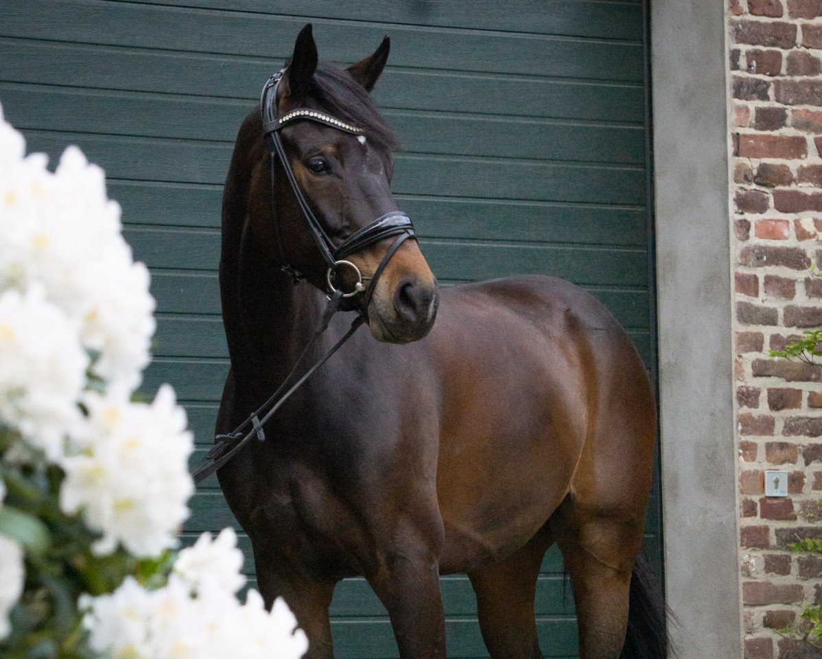 Springpferd Malibu 138 (Oldenburger Springpferd, 2015, von Monti Obolensky)