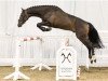 jumper Can Do 12 (Hanoverian, 2015, from Canstakko)