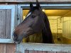 Springpferd Carmen Xxx (Schweizer Warmblut, 2009, von Cormint)