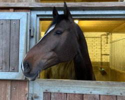 Springpferd Carmen Xxx (Schweizer Warmblut, 2009, von Cormint)