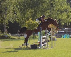 Springpferd Canabis B (Belgisches Warmblut, 2002, von Up Chiqui)