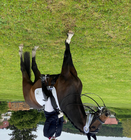 dressage horse Snuggles (Hanoverian, 2010, from Stalypso)