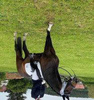 dressage horse Snuggles (Hanoverian, 2010, from Stalypso)