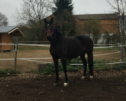 Zuchtstute Aureleah (Trakehner, 2009, von Carel Deak)