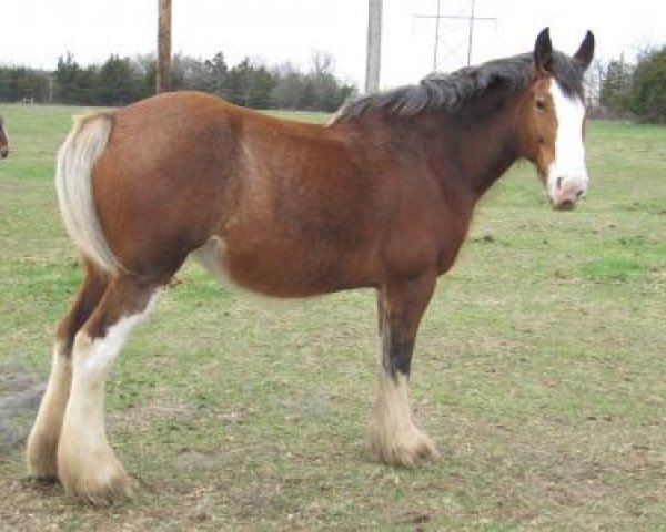 Zuchtstute Rock & Rail Eve (Clydesdale, 2005, von Plunton Tiarnan Ruarc)