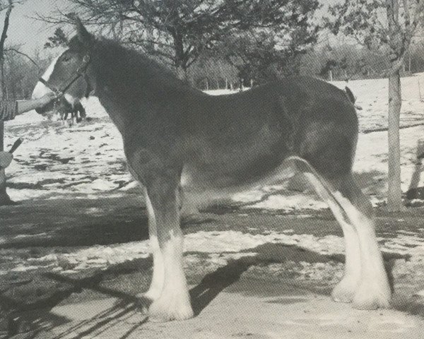 Zuchtstute Rock and Rail Elan (Clydesdale, 2010, von Plunton Tearlach Suibhne)