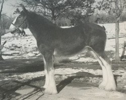 Zuchtstute Rock and Rail Elan (Clydesdale, 2010, von Plunton Tearlach Suibhne)