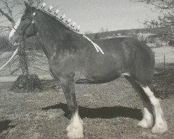 broodmare Ozarks Royal Vista (Clydesdale, 2009, from Donegal Bentley)