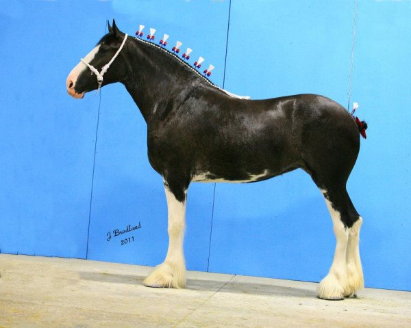 horse Ozark's Royal Neeve (Clydesdale, 2009, from Donegal Bentley)