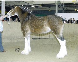 Zuchtstute Thistle Ridge Eaton Neeve (Clydesdale, 2000, von Hillmoor Fusilier)