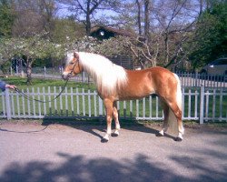 Springpferd Stargate-M (Haflinger, 2006, von Sterntaenzer)