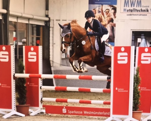 jumper Miss Mira (German Riding Pony, 2006)