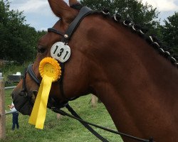 broodmare Delighted (German Riding Pony, 2015, from Dimension AT NRW)