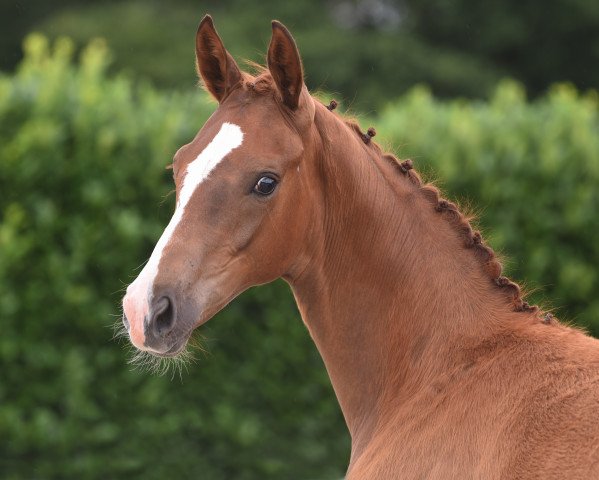 dressage horse Stute von Selectric (Westphalian, 2020, from Selectric)