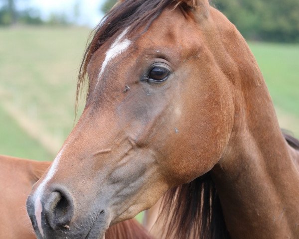 horse Katjoshkan (Arabian thoroughbred, 2017, from Kamerton)