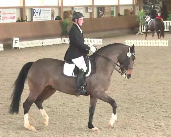 Reitturnier Dettingen 2016