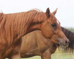 Pferd Kathrian (Vollblutaraber, 2017, von Kamerton)