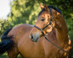 Springpferd Sandrina (Oldenburger Springpferd, 2007, von Sandro Boy)