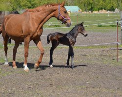 broodmare La Shiva Lilly (German Sport Horse, 2001, from Fortino)