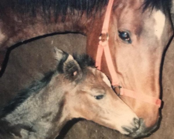 Zuchtstute Arielle (Hessisches Warmblut, 1990, von Anduc)