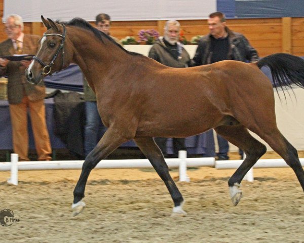 stallion GORKY II ox (Arabian thoroughbred, 1995, from Gusar 1984 ox)