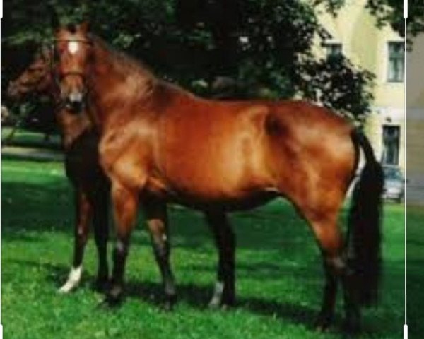 broodmare Schwalbe (Holsteiner, 1987, from Landgraf I)