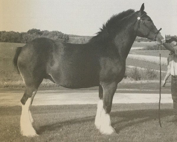 Zuchtstute Mistyland Alicia Dyann (Clydesdale, 2002, von Glencoe Gallagher)