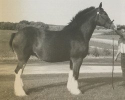 broodmare Mistyland Alicia Dyann (Clydesdale, 2002, from Glencoe Gallagher)