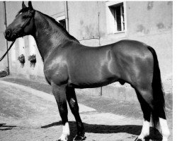 Deckhengst Valerian (Schweres Warmblut, 1998, von Valerius Mo 1478)