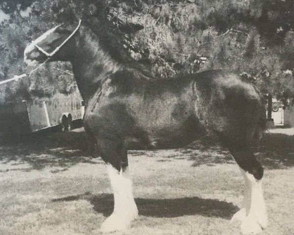 broodmare Hewal Midnight Allure (Clydesdale, 2004, from Donegal Midnight Express)